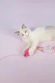 🐟90 CM BALIKLI KEDİ OYUN OLTASI - dibidip 