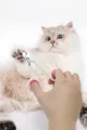 ✂️KEDİ KÖPEK TIRNAK MAKASI - dibidip 